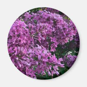 Pink purple lilacs romantic pink floral photo magnet
