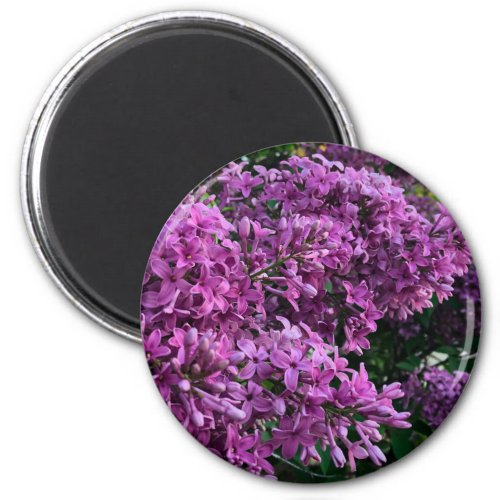 Pink purple lilacs  romantic pink floral photo magnet