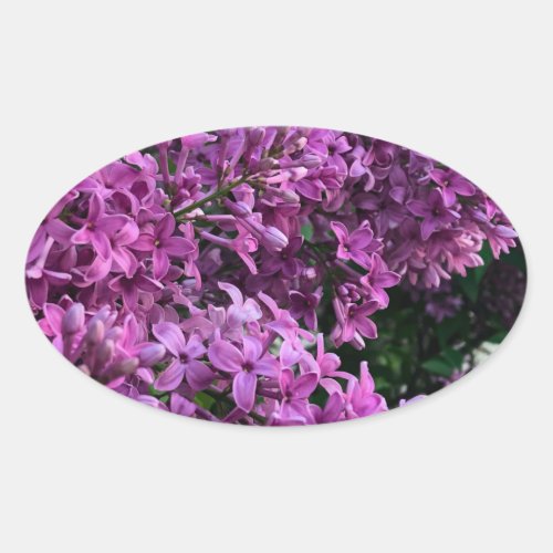 Pink purple lilacs  romantic pink floral photo oval sticker