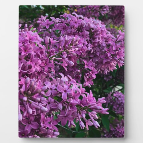 Pink purple lilacs  romantic pink floral photo plaque