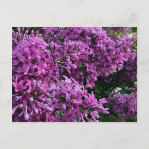 Pink purple lilacs romantic pink floral photo postcard