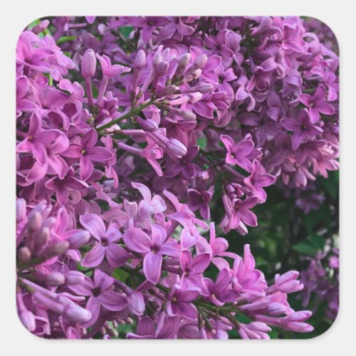 Pink purple lilacs  romantic pink floral photo square sticker