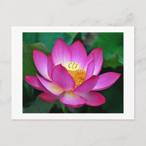 Pink Purple Lotus Flower Blank Floral Postcard