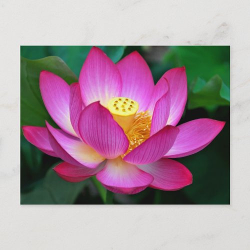 Pink Purple Lotus Flower Blank Floral Postcard