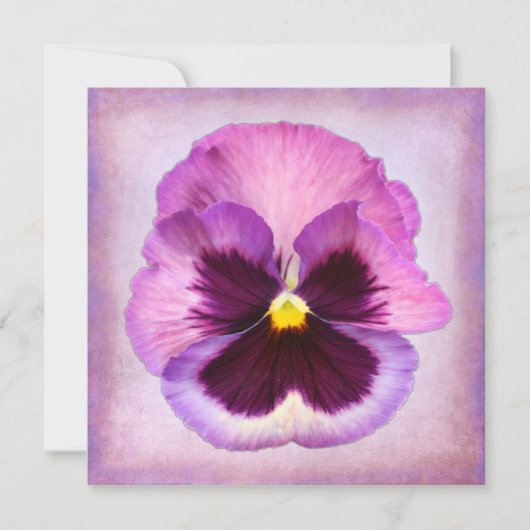Pink Purple Pansy Flower (Front)