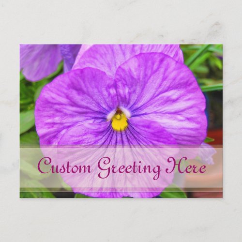 Pink Purple Pansy Flower Postcard