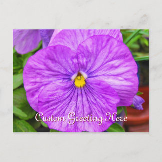 Pink Purple Pansy Flower Postcard