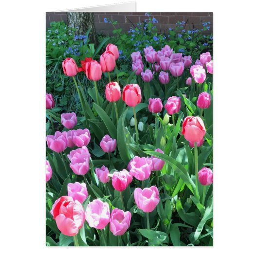 Pink Purple Springtime Spring Tulips Flower Floral Cards (Front)