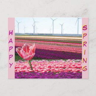 Pink Purple Tulips Field Happy Spring Postcard