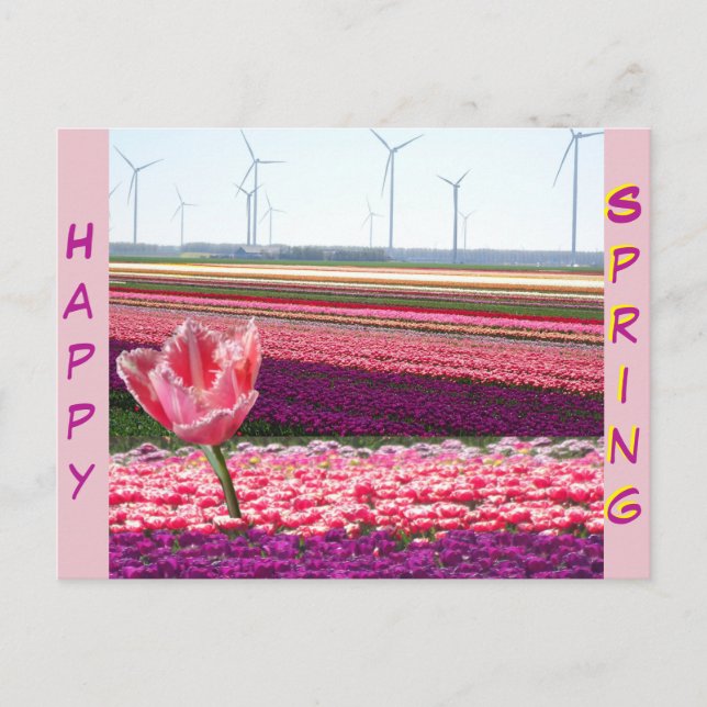 Pink Purple Tulips Field Happy Spring Postcard (Front)