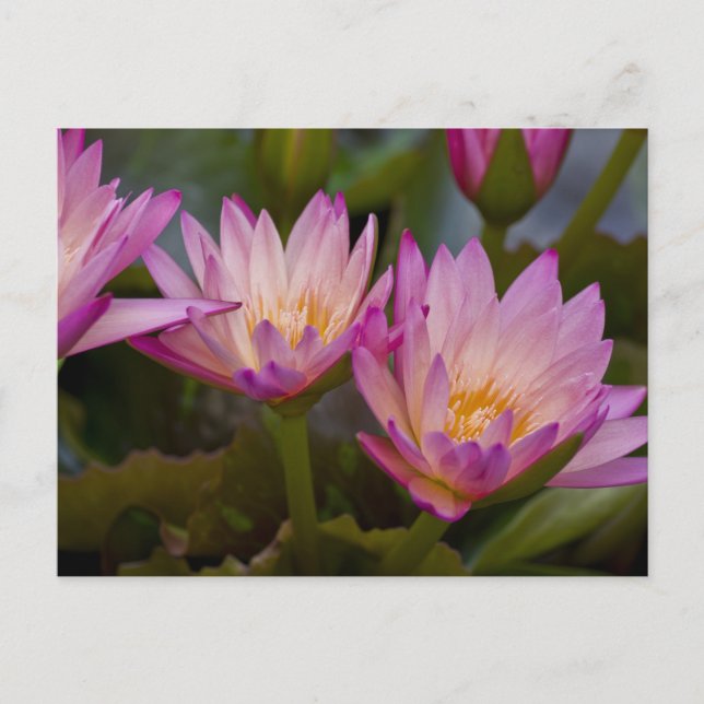 Pink Purple water lilies postcard (Front)
