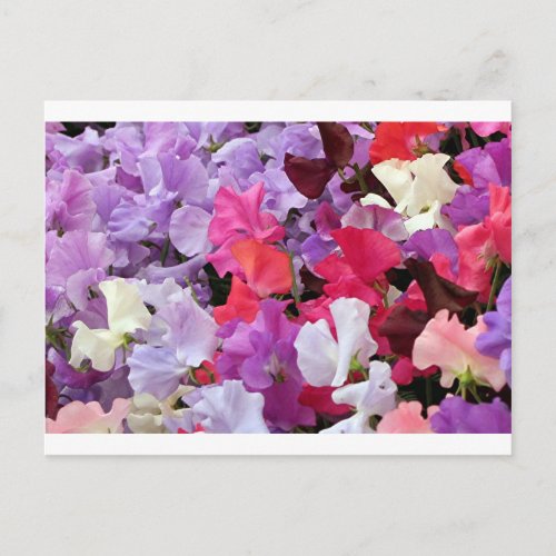 Pink purple  white Sweet pea flowers in bloom Postcard