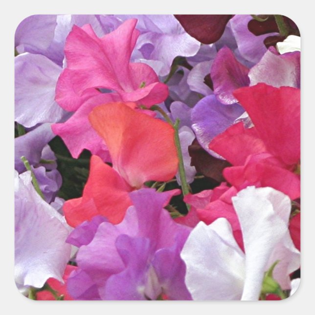 Pink, purple & white Sweet pea flowers in bloom Square Sticker (Front)