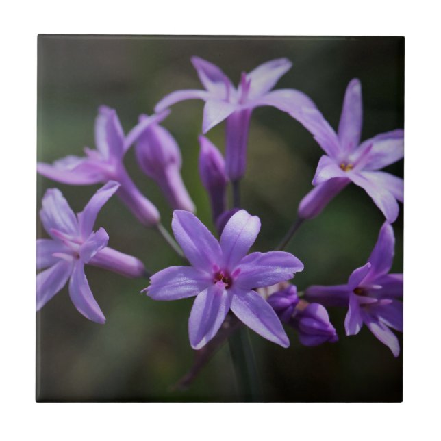 Pink Purple Wild Garlic Flowers Floral Ceramic Tile (Front)