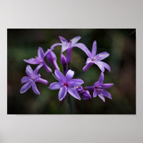Pink Purple Wild Garlic Flowers Floral Poster