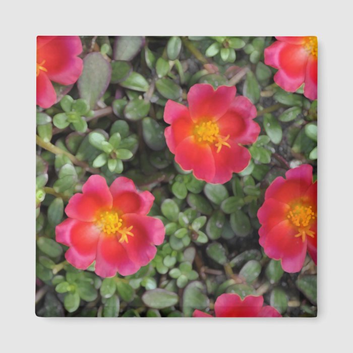 Pink Purslane Flowers Magnets