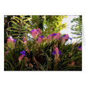 Pink Quill Bromeliad (Front Horizontal)