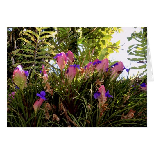 Pink Quill Bromeliad Cards (Front Horizontal)