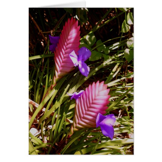 Pink Quill Bromeliad Cards (Front)