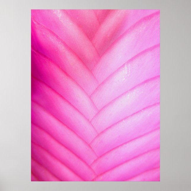 Pink Quill Bromeliad Poster (Front)