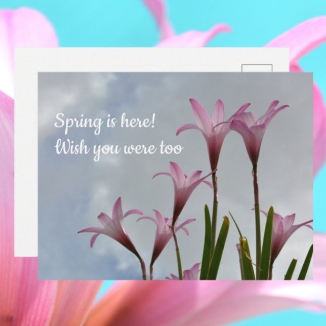 Pink Rain Lilies Springtime Missing You Postcard (Creator Uploaded)