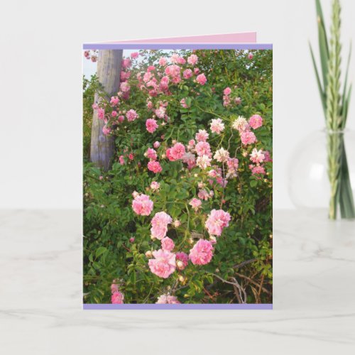 Pink Rambling Roses Rose Garden flowers Card