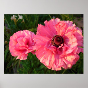 Pink Rannunculus Bulb Spring Garden Flowers Poster