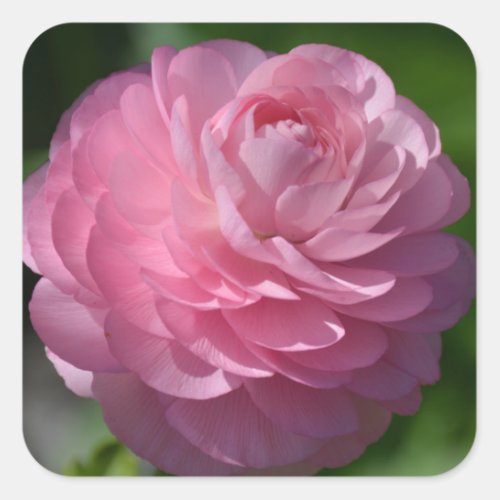 Pink ranunculus flower    square sticker