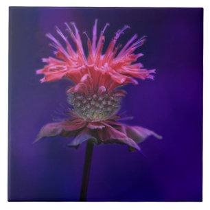 Pink Raspberry Wine Bee Balm Flower on Purple Tile