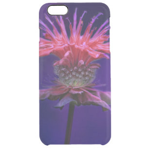 Pink Raspberry Wine Bee Balm Flower on Purple Clear iPhone 6 Plus Case