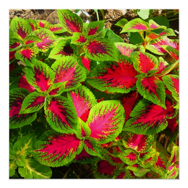 Pink Red Green Coleus Flower Perfect Poster (Front)
