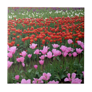 Pink & Red Tulip Field, Oregon Ceramic Tile