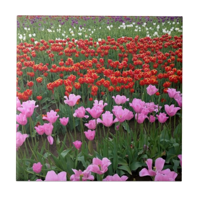 Pink & Red Tulip Field, Oregon Ceramic Tile (Front)