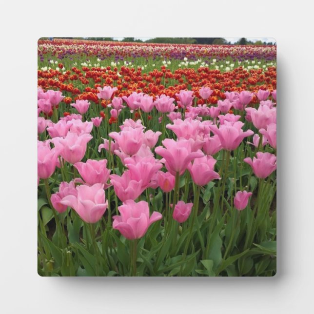 Pink & Red Tulips, Oregon Plaque (Front)