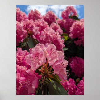 Pink Rhodeodendron Blossoms in Spring Sunshine Poster