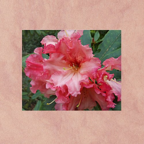 Pink Rhododendron Bloom Floral Acrylic Print