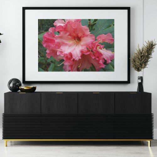Pink Rhododendron Bloom Floral Photo Print