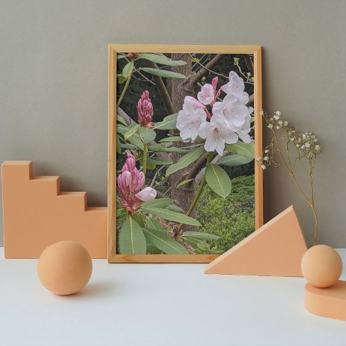 Pink Rhododendron Blooms Floral Photo Print