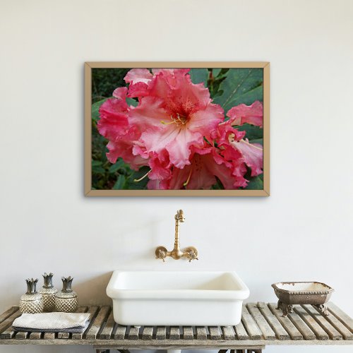 Pink Rhododendron Blooms Floral Poster