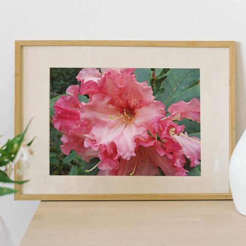 Pink Rhododendron Blooms Floral Poster