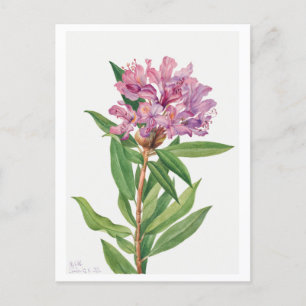 Pink Rhododendron Botanical Illustration Postcard