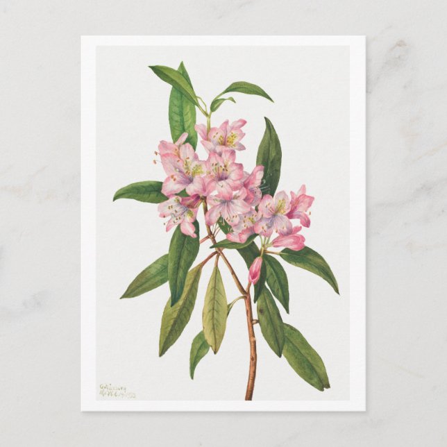 Pink Rhododendron Botanical Illustration Postcard (Front)