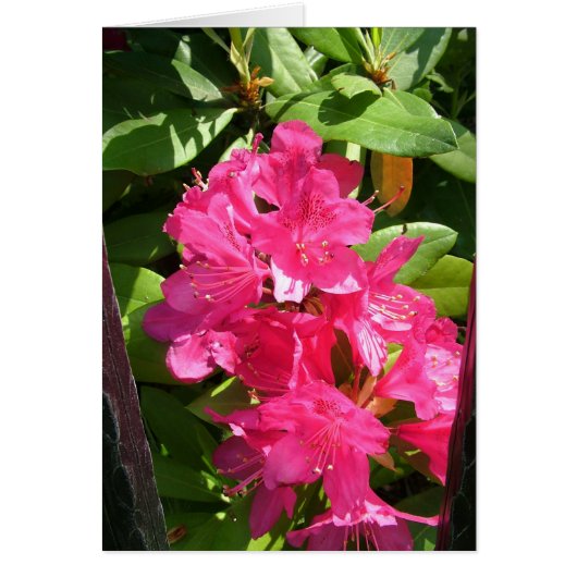 pink rhododendron cards (Front)