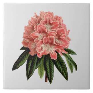 Pink Rhododendron Custom Color Tile 6x6