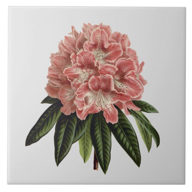 Pink Rhododendron Custom Color Tile 6x6 (Front)
