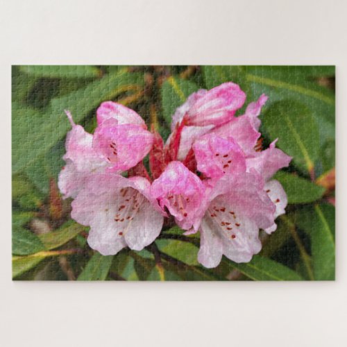 Pink Rhododendron Dandenong Ranges Australia Jigsaw Puzzle