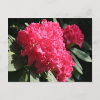 Pink Rhododendron Floral Photography Postcard by PBsecretgarden at Zazzle