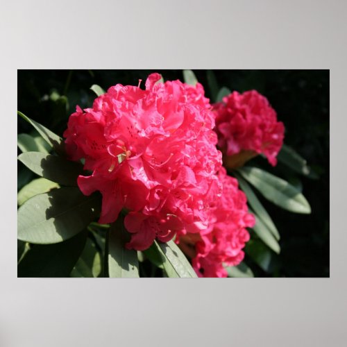 Pink Rhododendron Floral Photography Poster