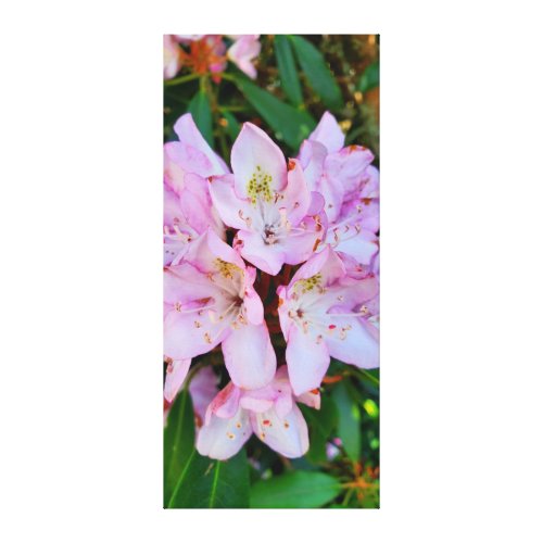 Pink Rhododendron Flower Canvas Print