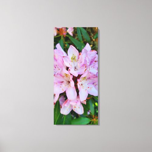 Pink Rhododendron Flower Canvas Print